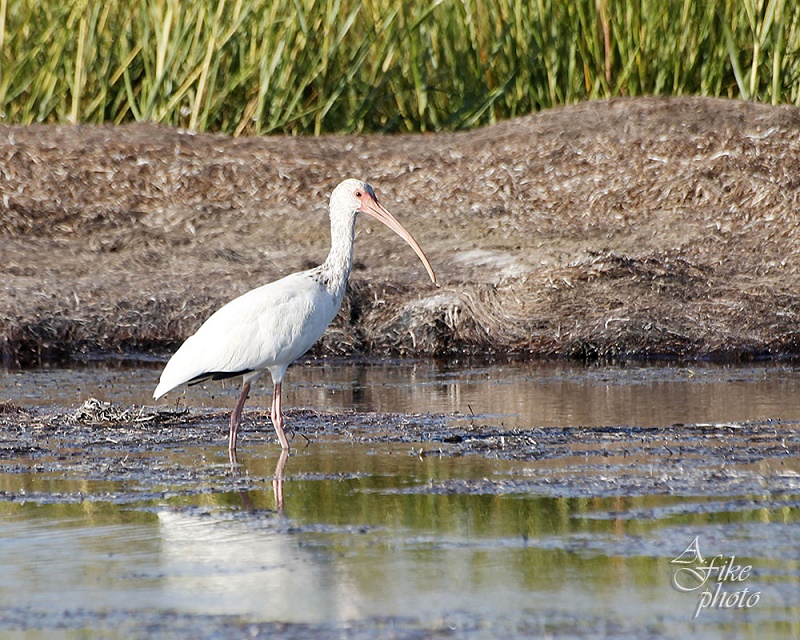 Bird Watching in Hatteras, NC