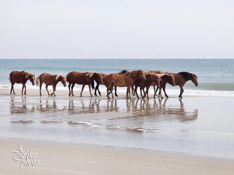 Carova, NC Wild Horses on the Beach