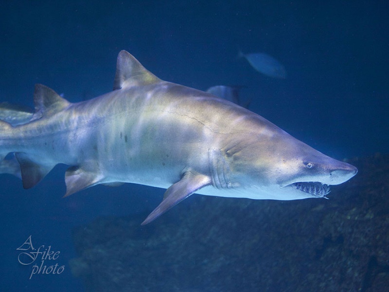 Roanoke Island Aquarium in Manteo, NC